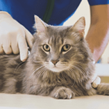 chat chez le vétérinaire
